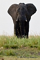 Elephant 4694